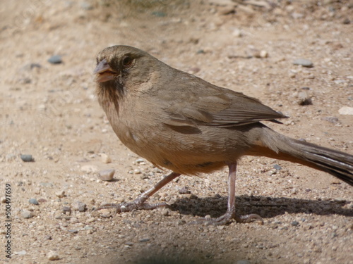 bird on the ground