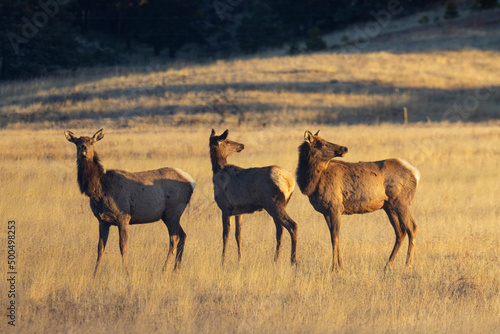Elk Herd in the Morning