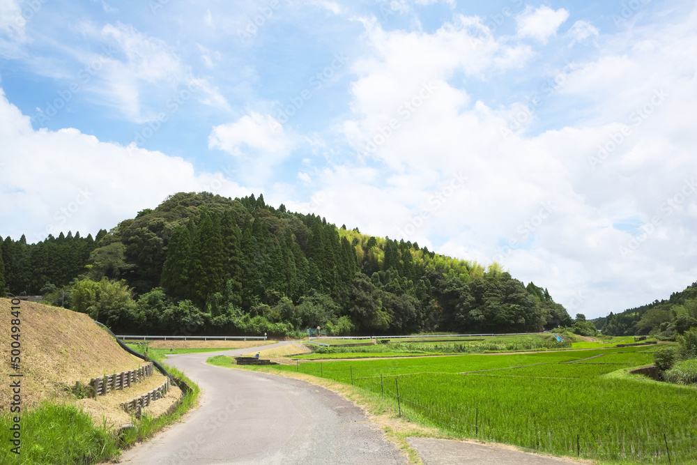 初夏の元気よく伸びた稲と田園風景	