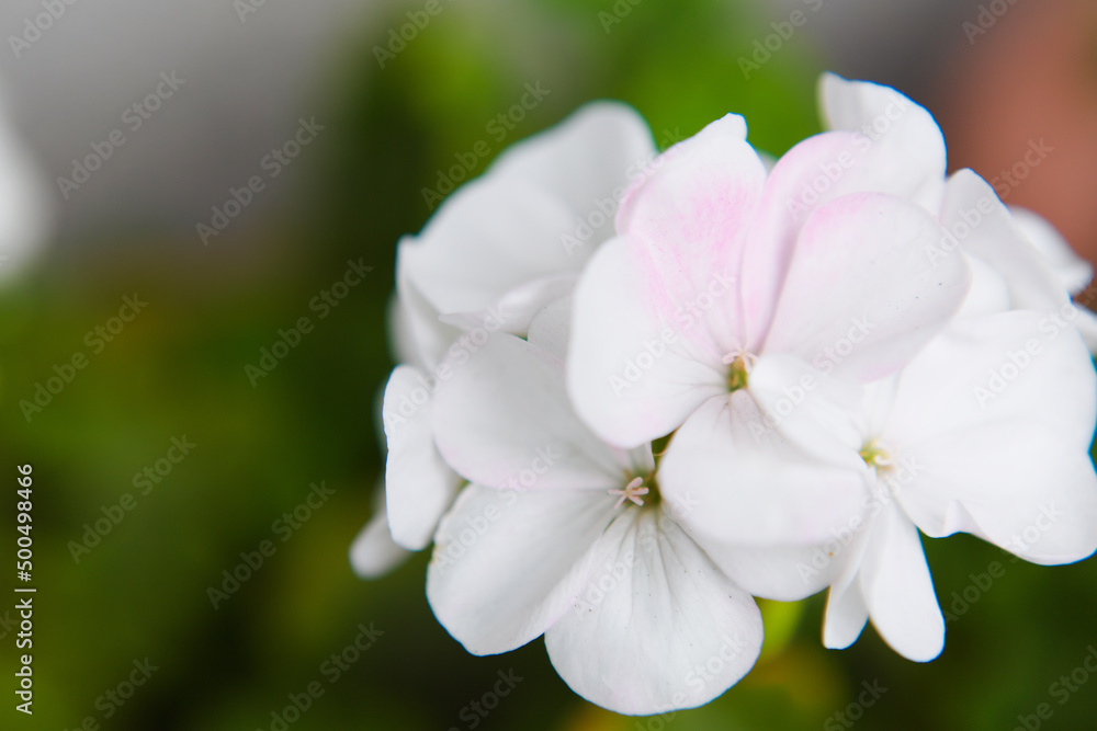 白いゼラニュームの花
