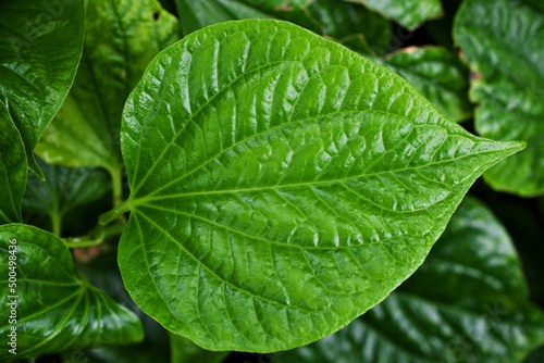 Bild auf Leinwand Closeup green leaf Betel plant ,Piper betle ,Piperaceae ,Which includes pepper a
