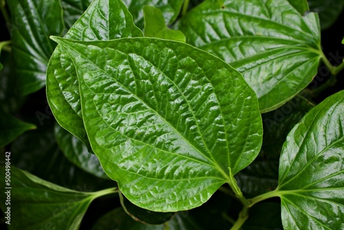 Closeup green leaf Betel plant ,Piper betle ,Piperaceae ,Which includes pepper and kava ,Paan ,Piper sarmentosum Herb plant, Cha plu photo