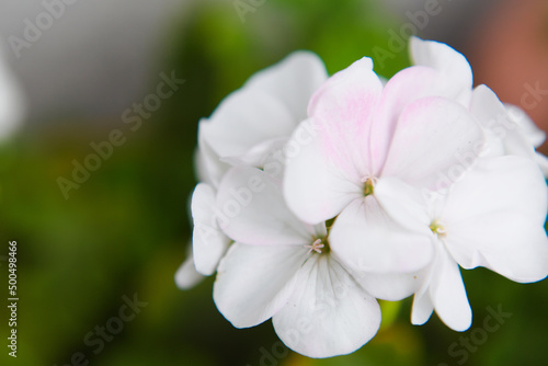 白いゼラニュームの花 