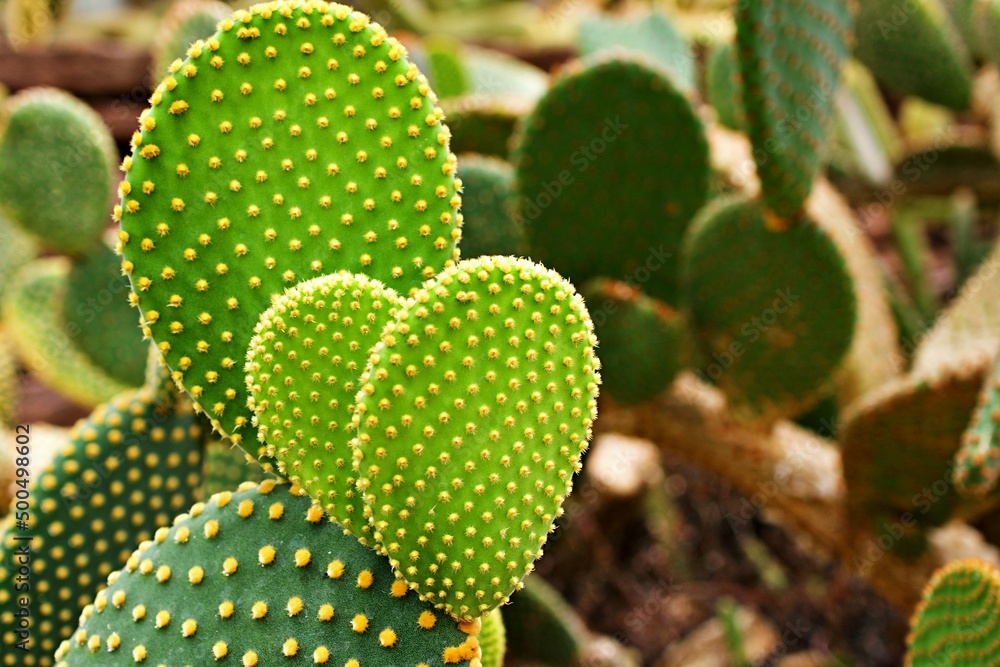 Closeup cactus Bunny ear plant Opuntia microdasys ,Opuntioid cacti ,heart shaped ,Indian fig ,smooth Mountain Prickly Pear ,Mission cactus ,nopal ,ficus-indica ,Opuntia vulgaris ,soft selective focus Closeup cactus Bunny ear plant Opuntia microdasys ,Opuntioid cacti ,heart shaped ,Indian fig ,smooth Mountain Prickly Pear ,Mission cactus ,nopal ,ficus-indica ,Opuntia vulgaris ,soft selective focus