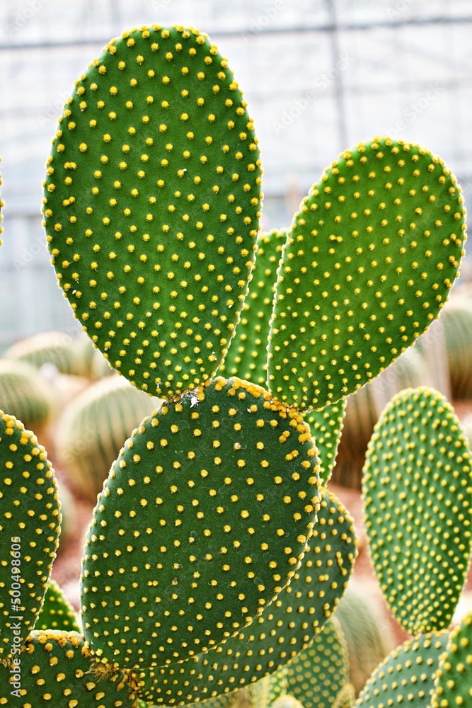 Closeup cactus Bunny ear plant Opuntia microdasys ,Opuntioid cacti ,heart shaped ,Indian fig ,smooth Mountain Prickly Pear ,Mission cactus ,nopal ,ficus-indica ,Opuntia vulgaris ,soft selective focus