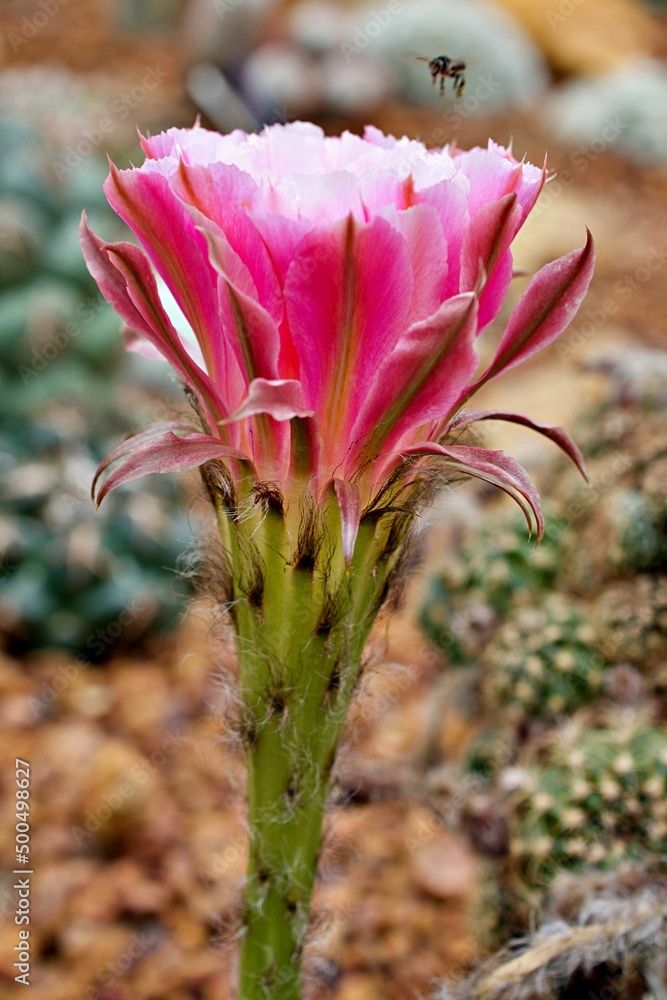 Closeup pink bud flower cactus Echinopsis hybrid trichopsis desert plants in garden with blurred background ,macro image, soft selective focus ,free space for letter ,tropical plants Closeup pink bud flower cactus Echinopsis hybrid trichopsis desert plants in garden with blurred background ,macro image, soft selective focus ,free space for letter ,tropical plants