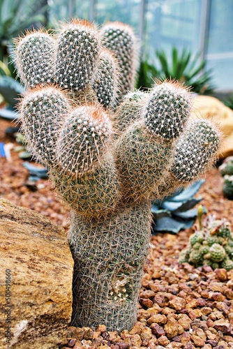 Mammillaria geminispina ,The twin spined cactus ,Cactacceae ,Nipple cactus , photo