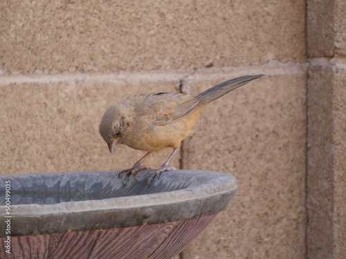 bird looking at water