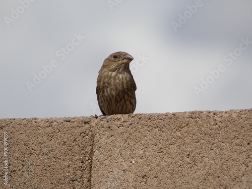 bird on a wall