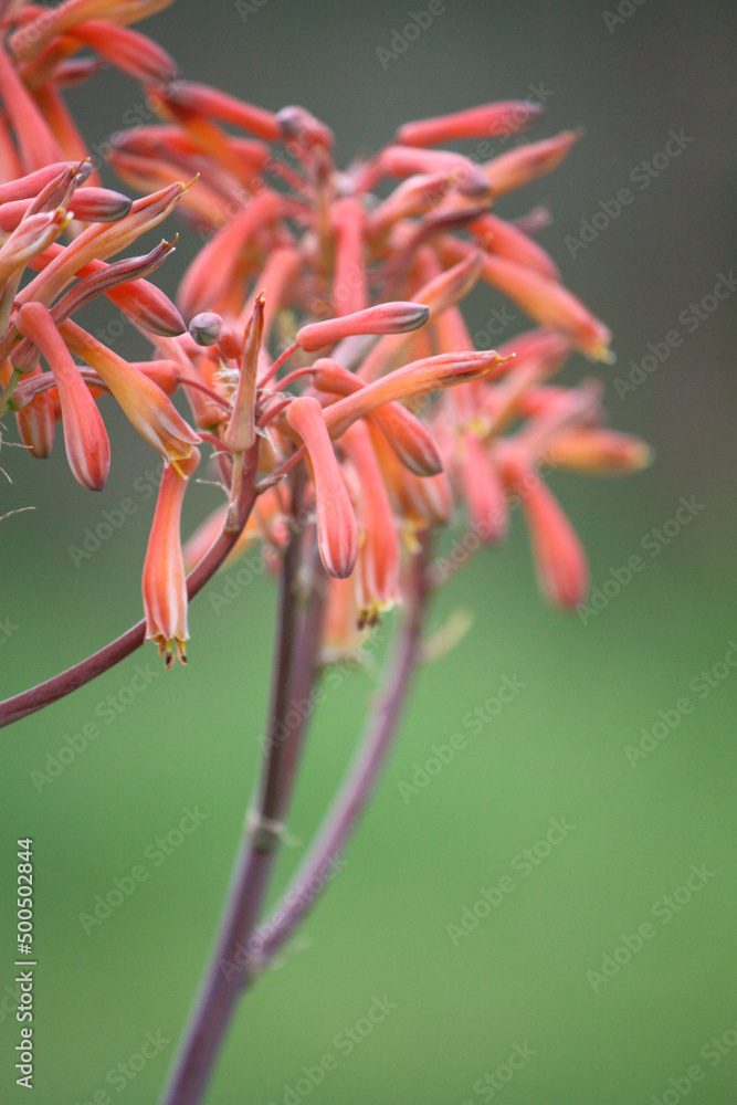 Aloe plant flowering in spring Aloe plant flowering in spring