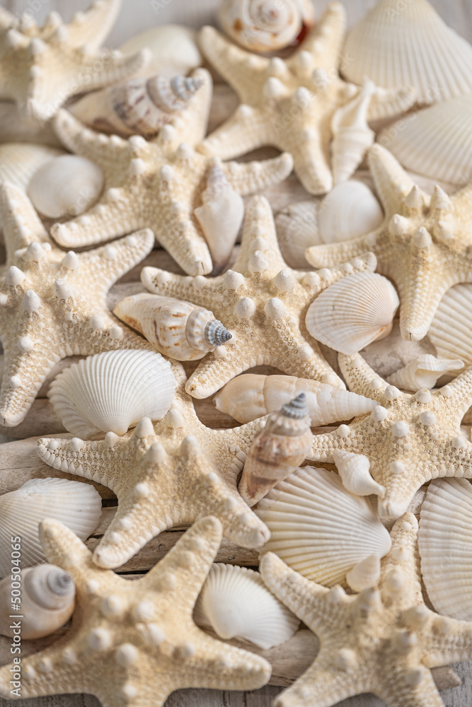 Marine Wallpaper.white seashells and beige starfish texture.Background in a marine style in white and beige tones. 