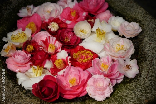 Tsukubai with camellia flowers of honenin Temple, Kyoto photo