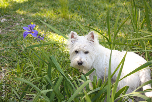 Little white west highland terrier female 