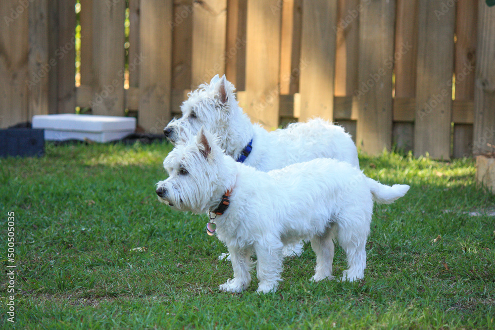 Two posing west highland terriers Two posing west highland terriers