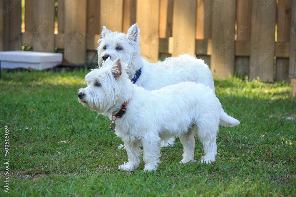 Two posing west highland terriers Two posing west highland terriers