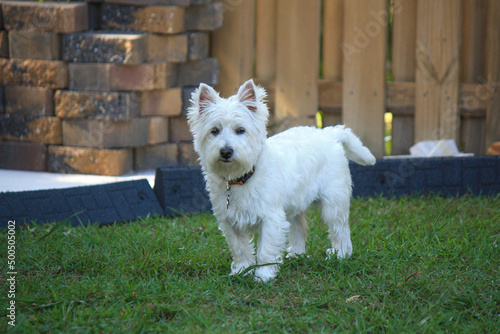 Little white west highland terrier female 