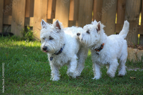 Two posing west highland terriers 