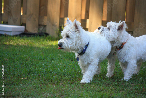 Two posing west highland terriers 