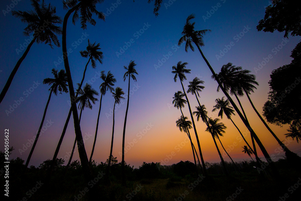 Silhouette coconut tree