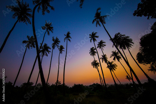 Silhouette coconut tree