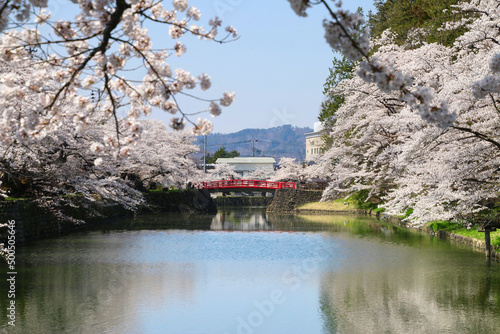 上杉神社の桜（山形県・米沢市） photo