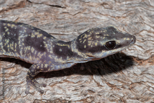 Marbled Velvet Gecko   Oedura marmorata 