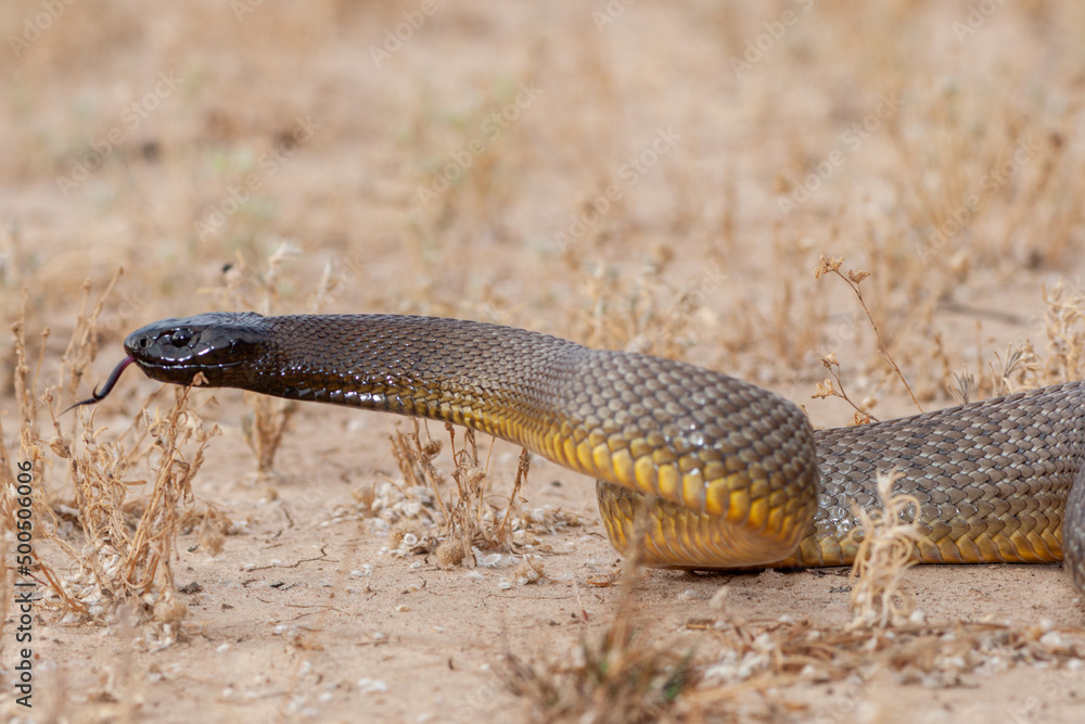 Inland Taipan ( Oxyuranus microlepidotus) in it's habitat, South Western Queensland Australia Inland Taipan ( Oxyuranus microlepidotus) in it's habitat, South Western Queensland Australia