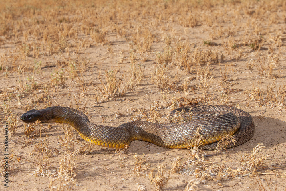 Obraz premium Inland Taipan ( Oxyuranus microlepidotus) in it's habitat, South Western Queensland Australia