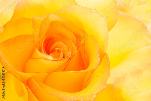 Yellow Rose