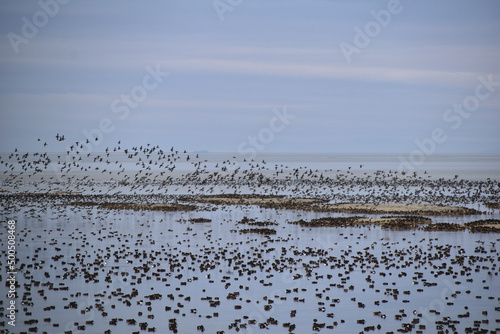 Wallpaper Mural flock of birds Torontodigital.ca