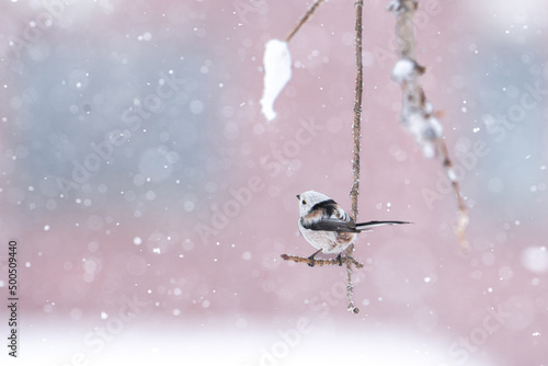 北海道の3月、なごり雪とシマエナガ。
