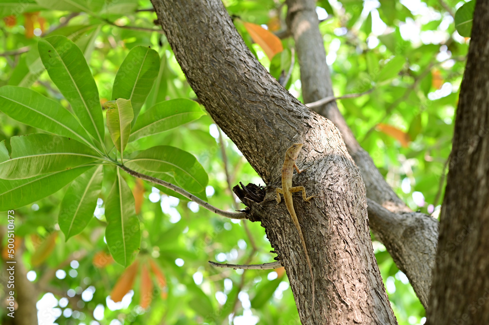 Red neck thai chameleon on tree and natural green background., chameleon lizard on the tree. Red neck thai chameleon on tree and natural green background., chameleon lizard on the tree.