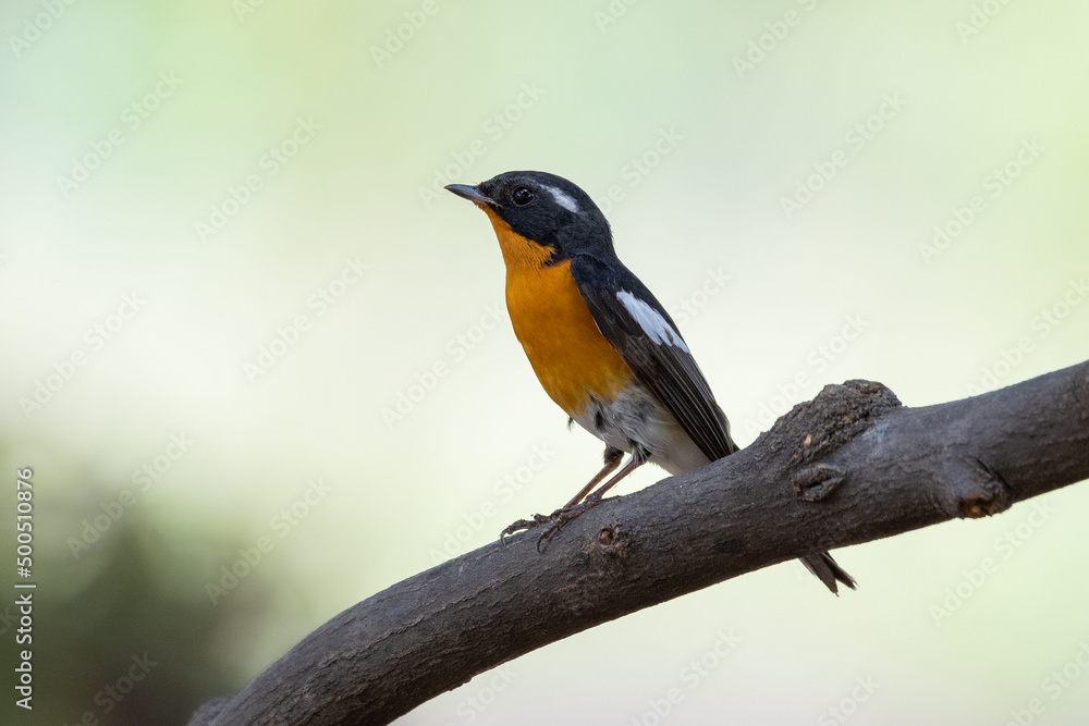 Mugimaki Flycatcher birds on the tree in the natural forest Mugimaki Flycatcher birds on the tree in the natural forest