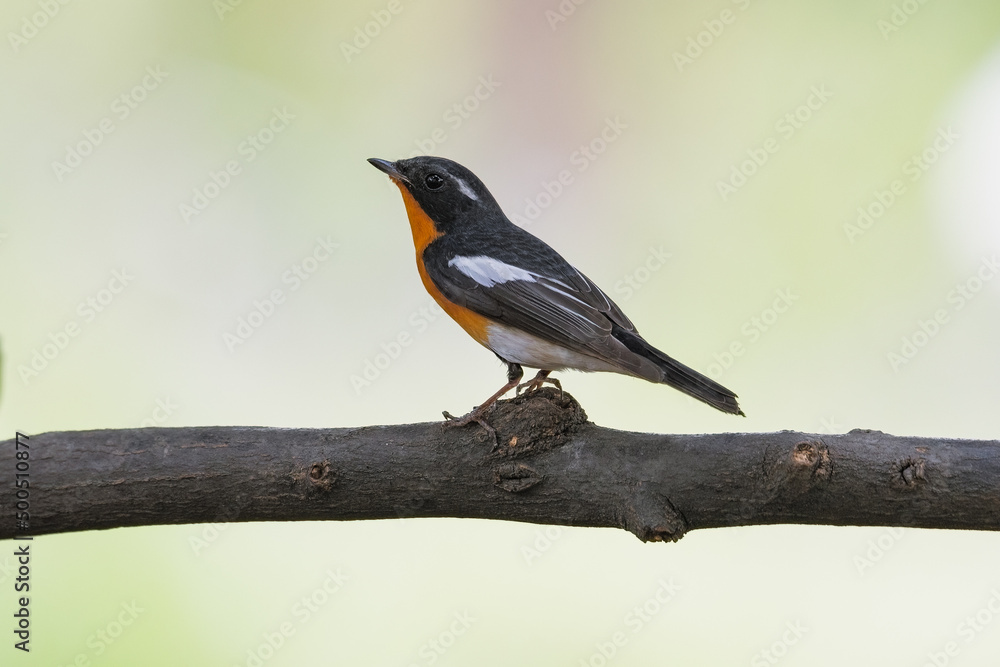 Fototapeta premium Mugimaki Flycatcher birds on the tree in the natural forest
