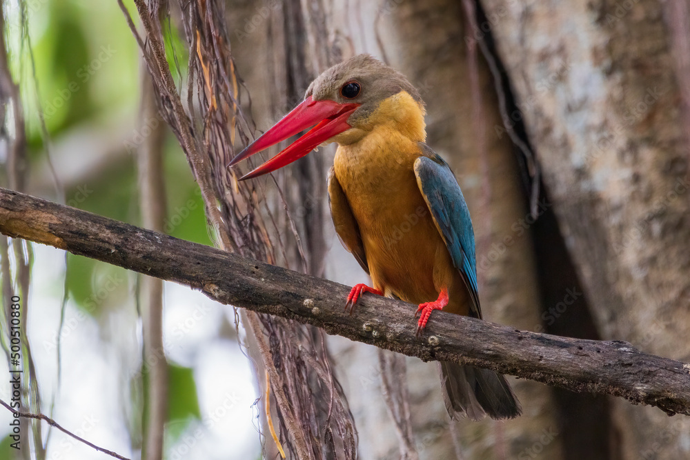 Obraz premium Stork-billed Kingfisher bird on the tree in the natural