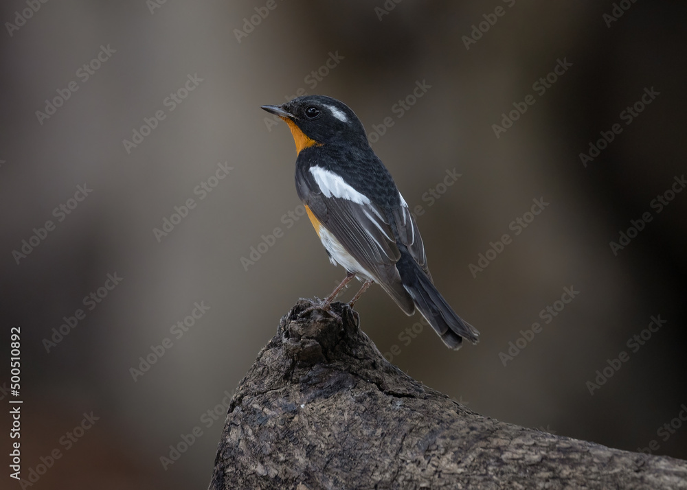 Fototapeta premium Mugimaki Flycatcher birds on the tree in the natural forest