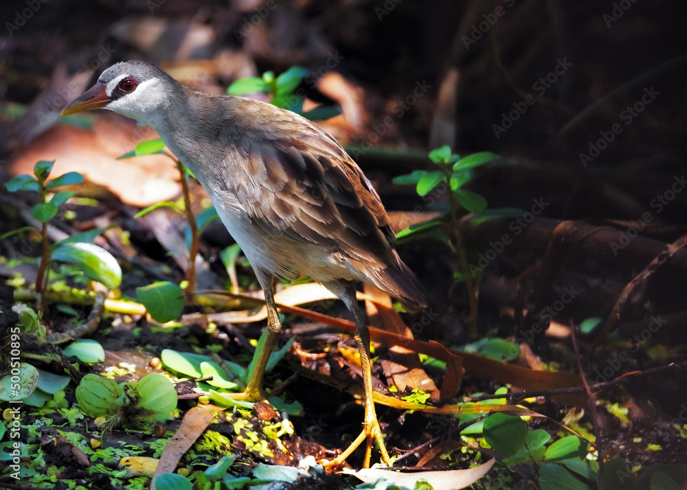 custom made wallpaper toronto digitalWhite-browed Crake, Porzana cinerea birds on the in the natural