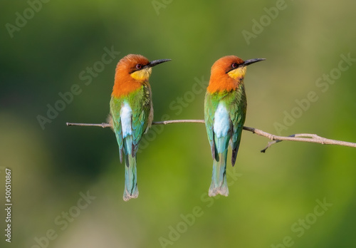 Chestnut-headed Bee-eater birds on the tree in the natural forest