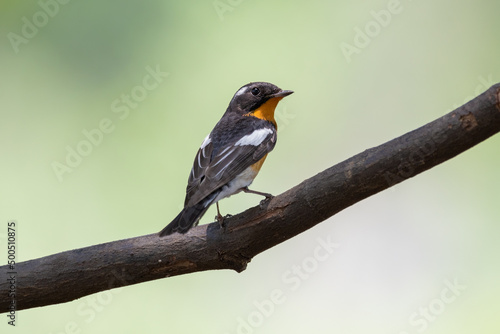 Mugimaki Flycatcher birds on the tree in the natural forest