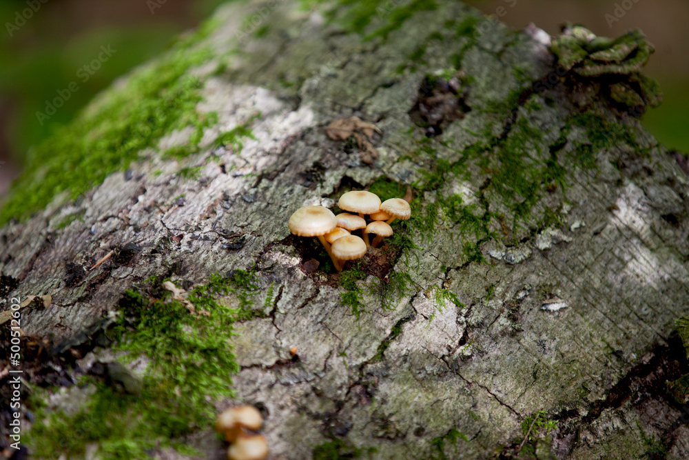 Fototapeta premium Mushrooms along the side of a hiking train in an Ontario Provincial park.