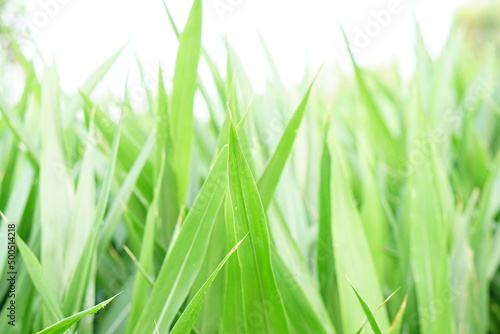 green grass background for fodder