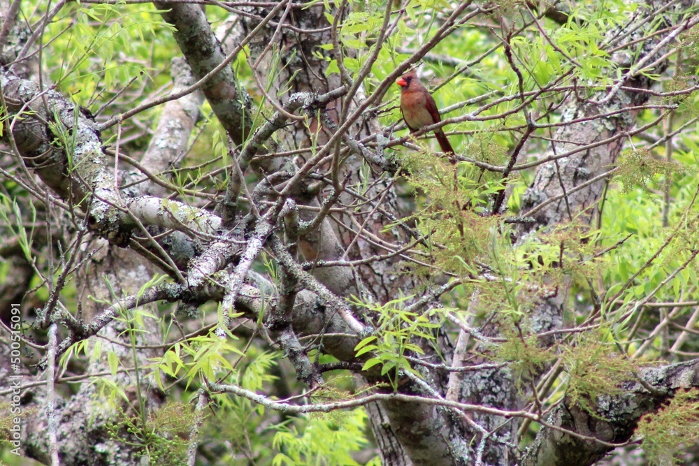 cardinal perched in tree cardinal perched in tree