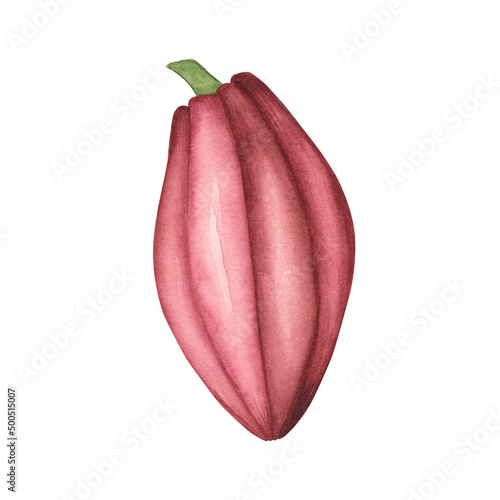 Pink Cocoa pod with ruby beans isolated on white background. Watercolor botanical illustration.Art for design chocolate