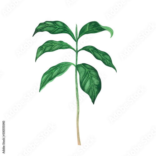 Fresh green coffee plant for pot isolated on white background. Watercolor hand drawn llustration for design