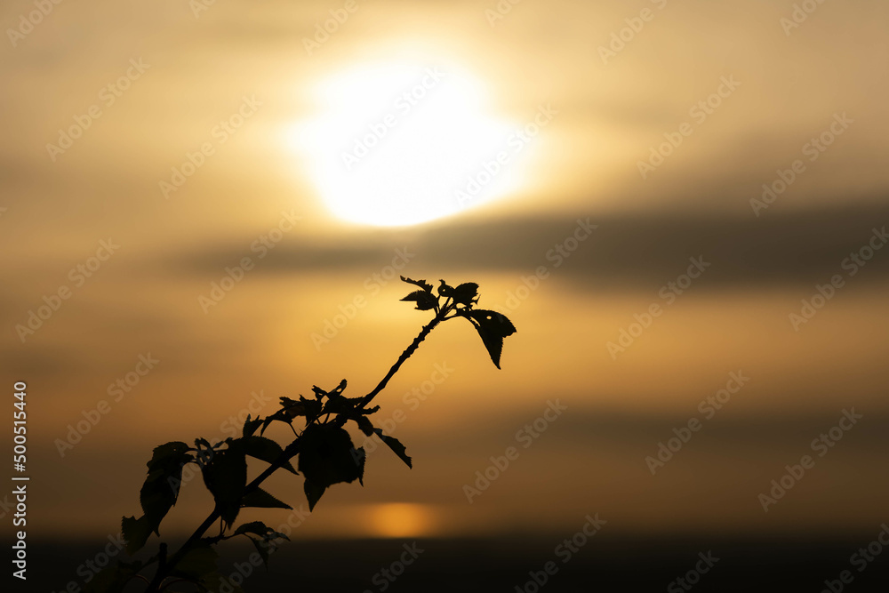 Obraz premium 山頂から見た夕日に染まる枝のシルエット