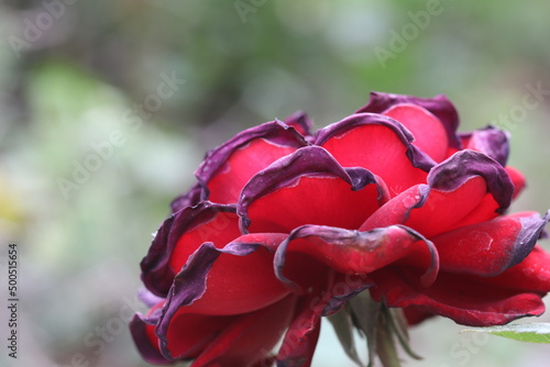 Red flowers outdoor in a garden