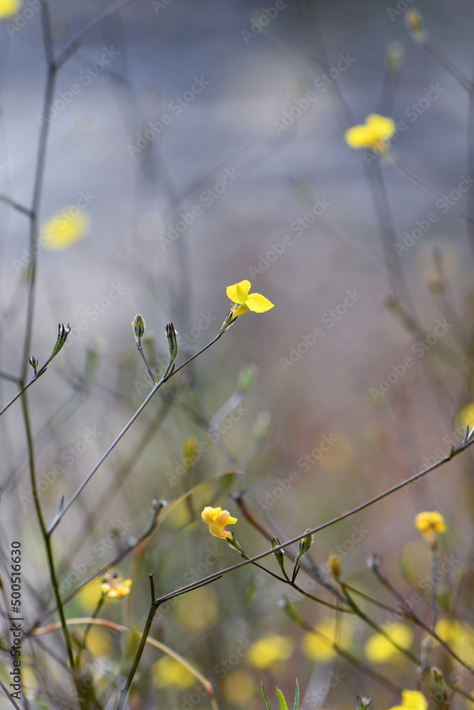 Small yellow flower of the Australian native herb Goodenia dimorpha, family Goodeniaceae. Endemic to wet heath and swampy ground on sandstone plateaus, in Sydney region, NSW. Var angustifolia Small yellow flower of the Australian native herb Goodenia dimorpha, family Goodeniaceae. Endemic to wet heath and swampy ground on sandstone plateaus, in Sydney region, NSW. Var angustifolia