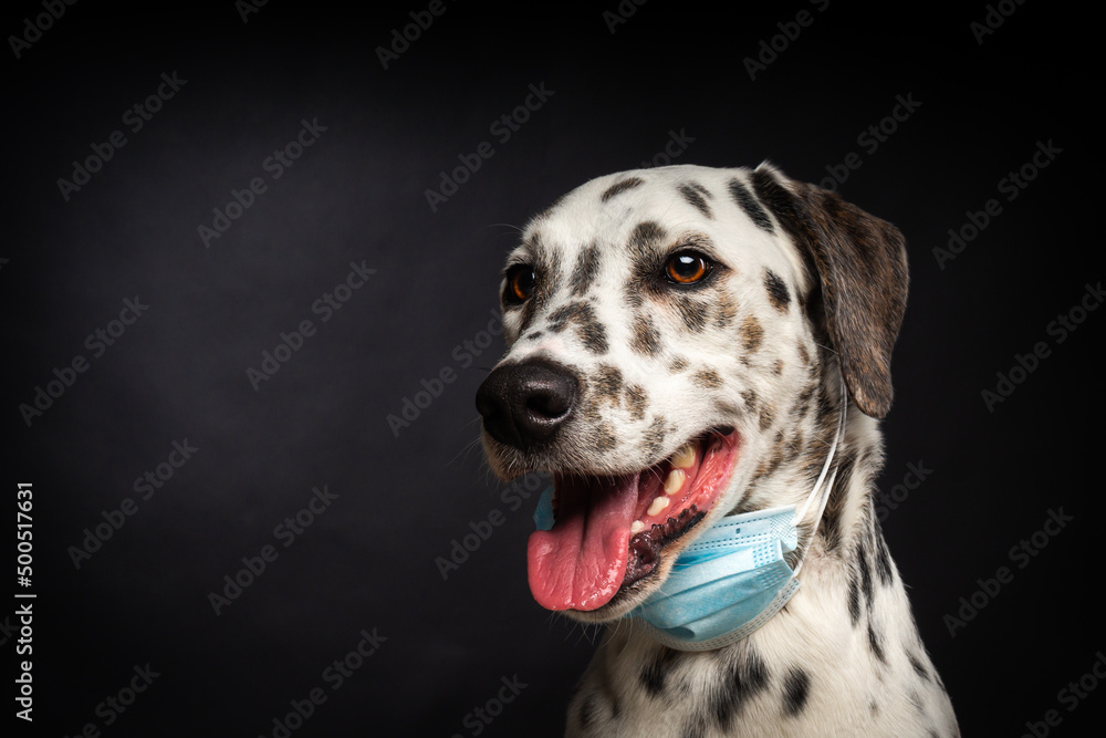 Portrait of a Dalmatian breed dog in a protective medical mask, on a black background.