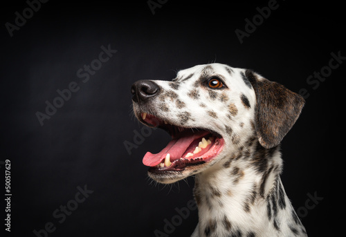 Portrait of a Dalmatian dog  on an isolated black background.