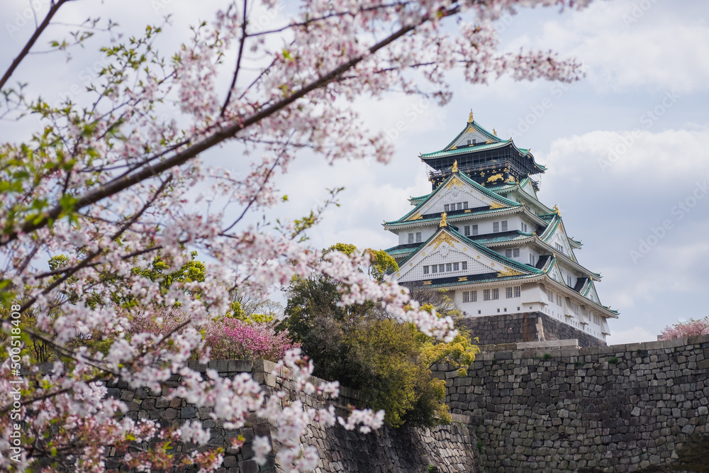 Fototapeta Osaka Castle framed by cherry blossom in Osaka, Japan. Spring Sakura